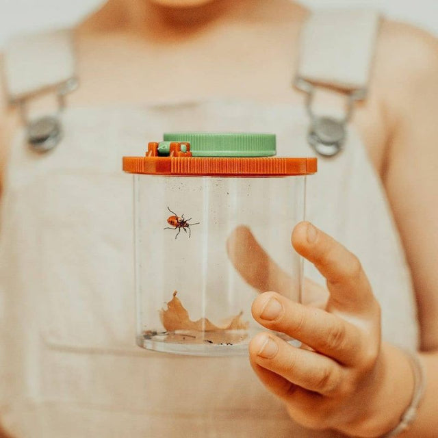Boîte d'observation d'insectes avec loupe - Jeux scientifiques by Moulin Roty