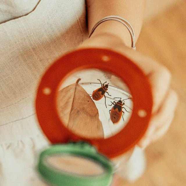 Boîte d'observation d'insectes avec loupe - Jeux scientifiques by Moulin Roty